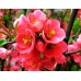 Декоративна дюла Chaenomeles sup. Salmon Horizon 